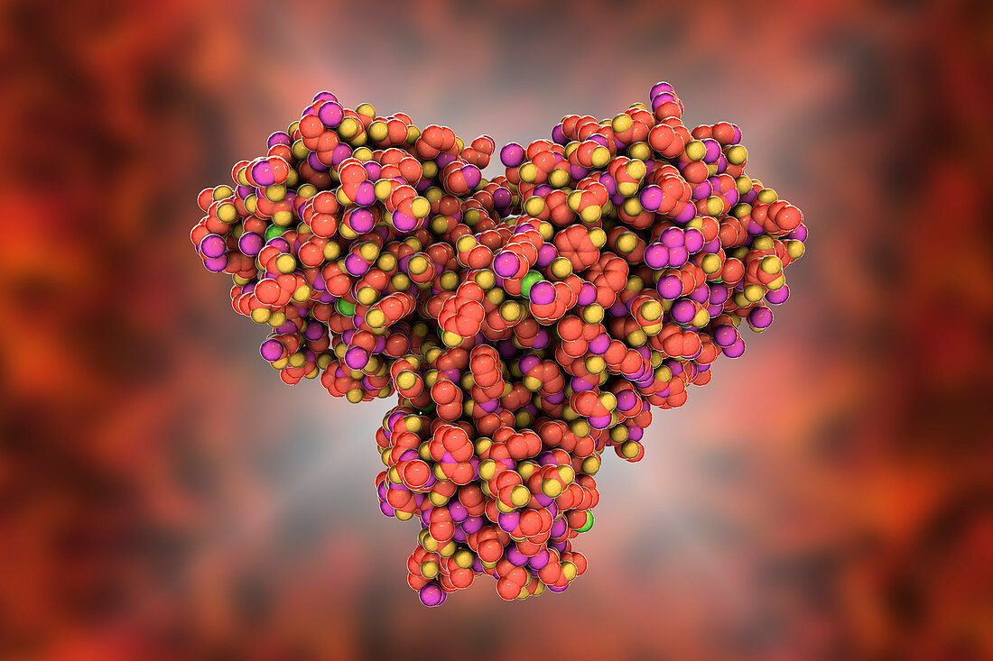 Coronavirus main protease, molecular model