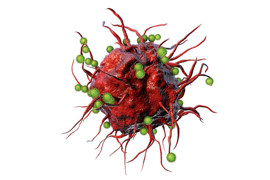 SARS-CoV-2 viruses and immune cell, illustration