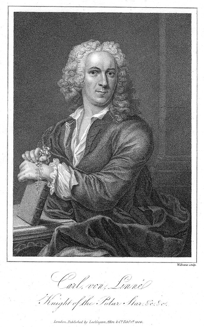 Carolus Linnaeus, 18th century Swedish naturalist