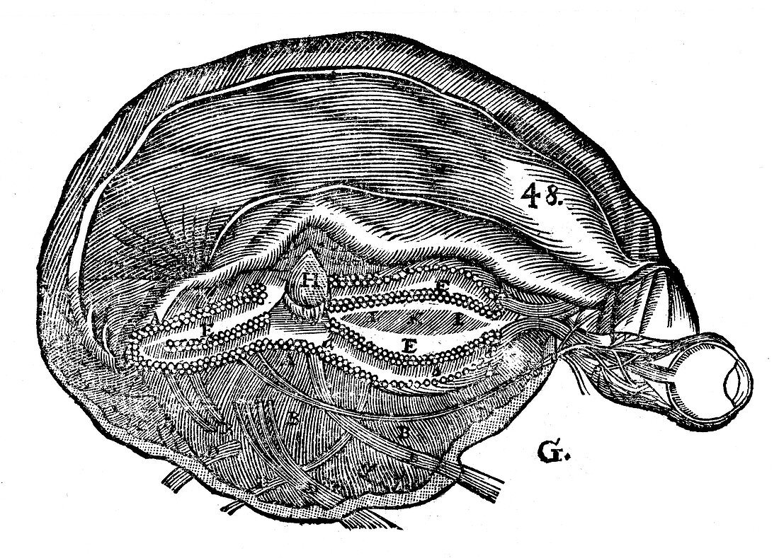 Rene Descartes' diagram of the human brain and eye, 1692