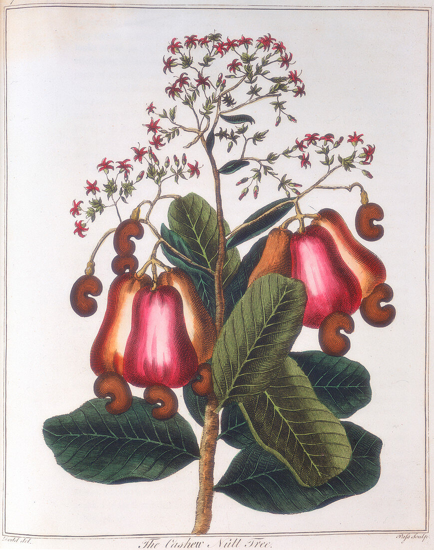 Cashew nut - Anacardium occidentale, c1798