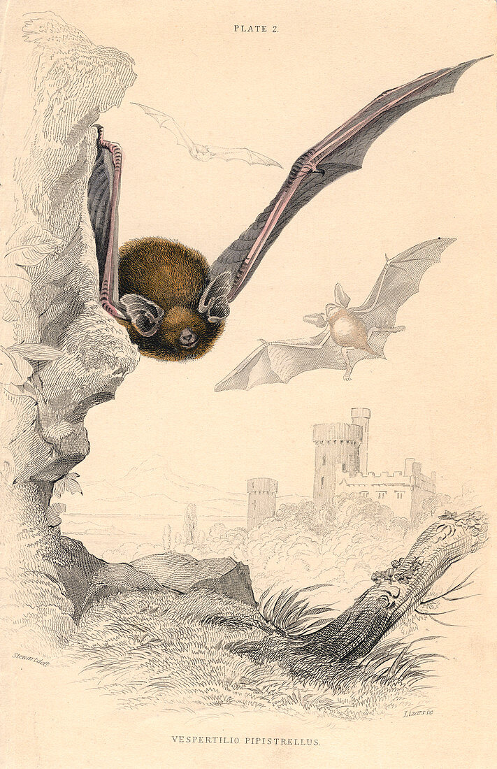 Pipistrelle bat, 1828