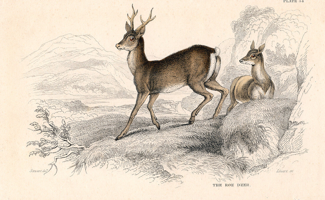 Roe deer, Eurasian species of deer, 1828