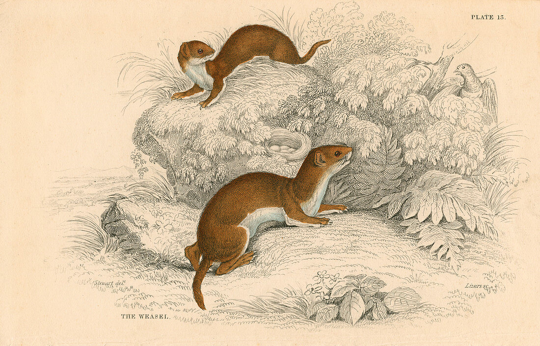 Weasel, the smallest European carnivore, 1828