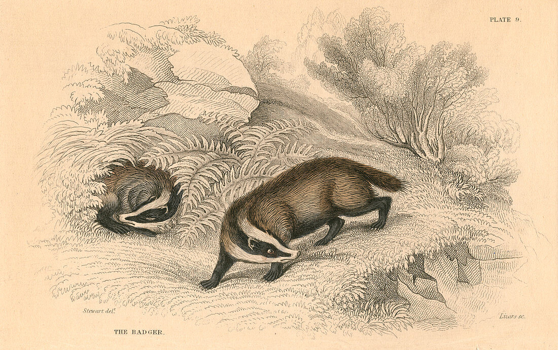 Common or Eurasian badger, 1828