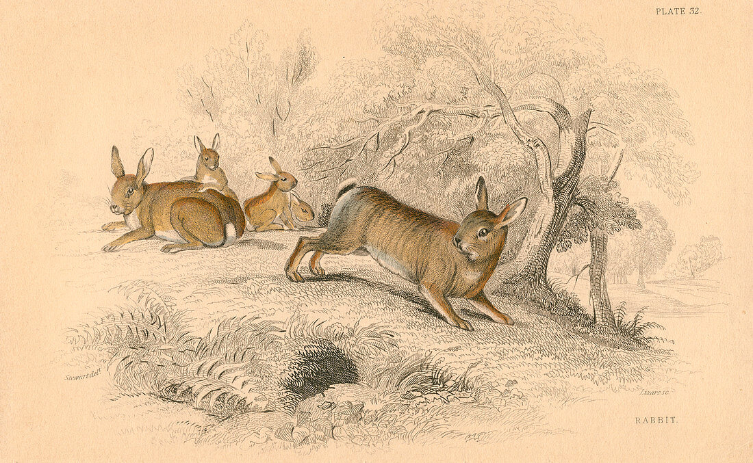 Rabbit, 1828
