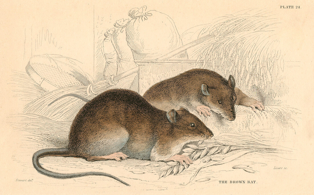 Brown rat, 1828