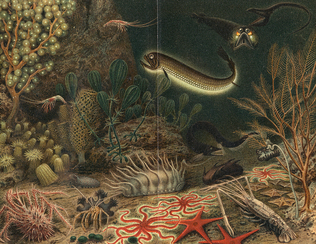 Deep sea scene with luminous fishes, 1903
