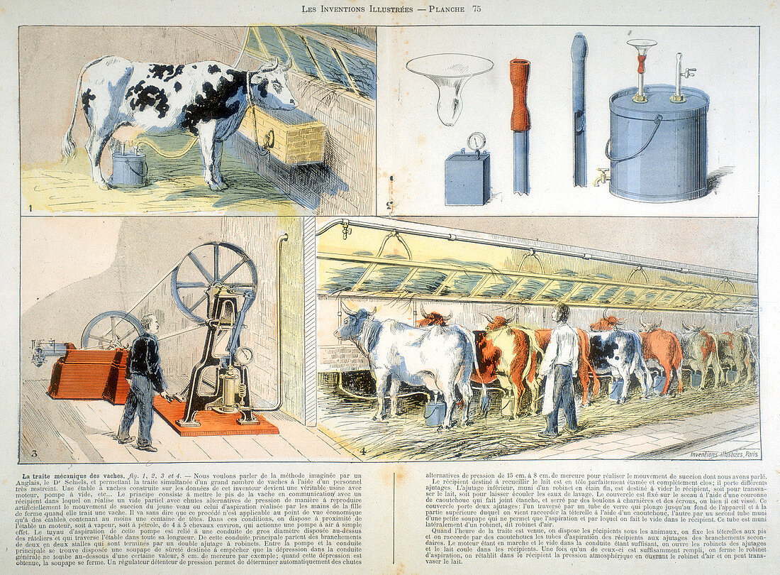 Milking parlour, 1899