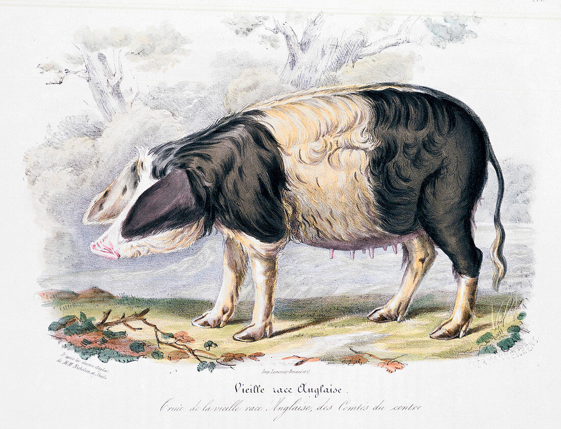 Old English breed of pig, 1842