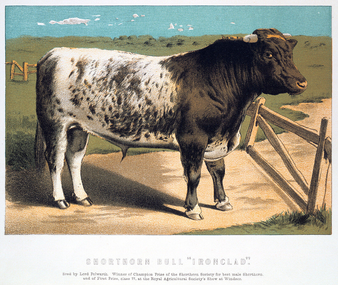 Shorthorn Bull 'Ironclad'', 1875