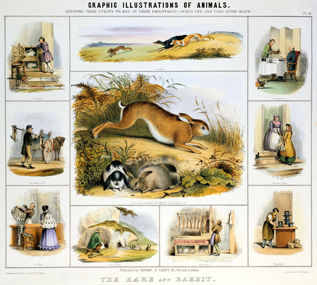The Hare and the Rabbit', c1850