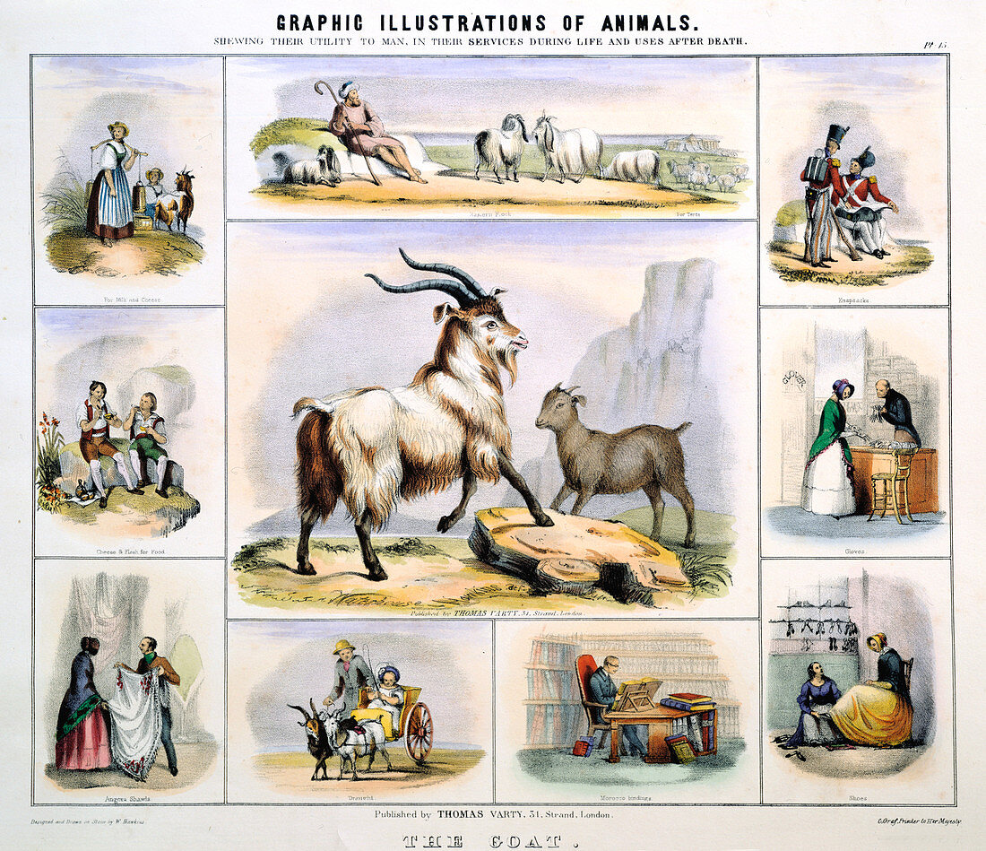 The Goat', c1850