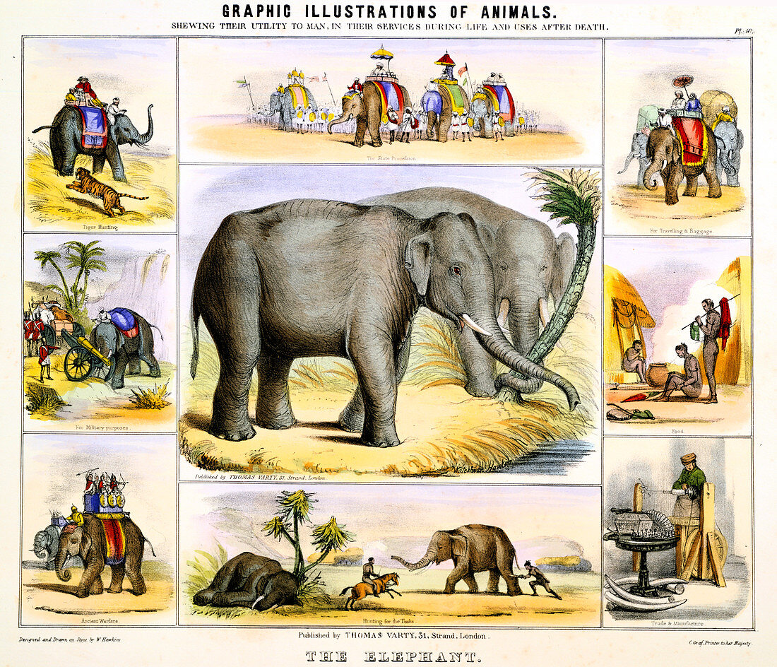 The Elephant', c1850