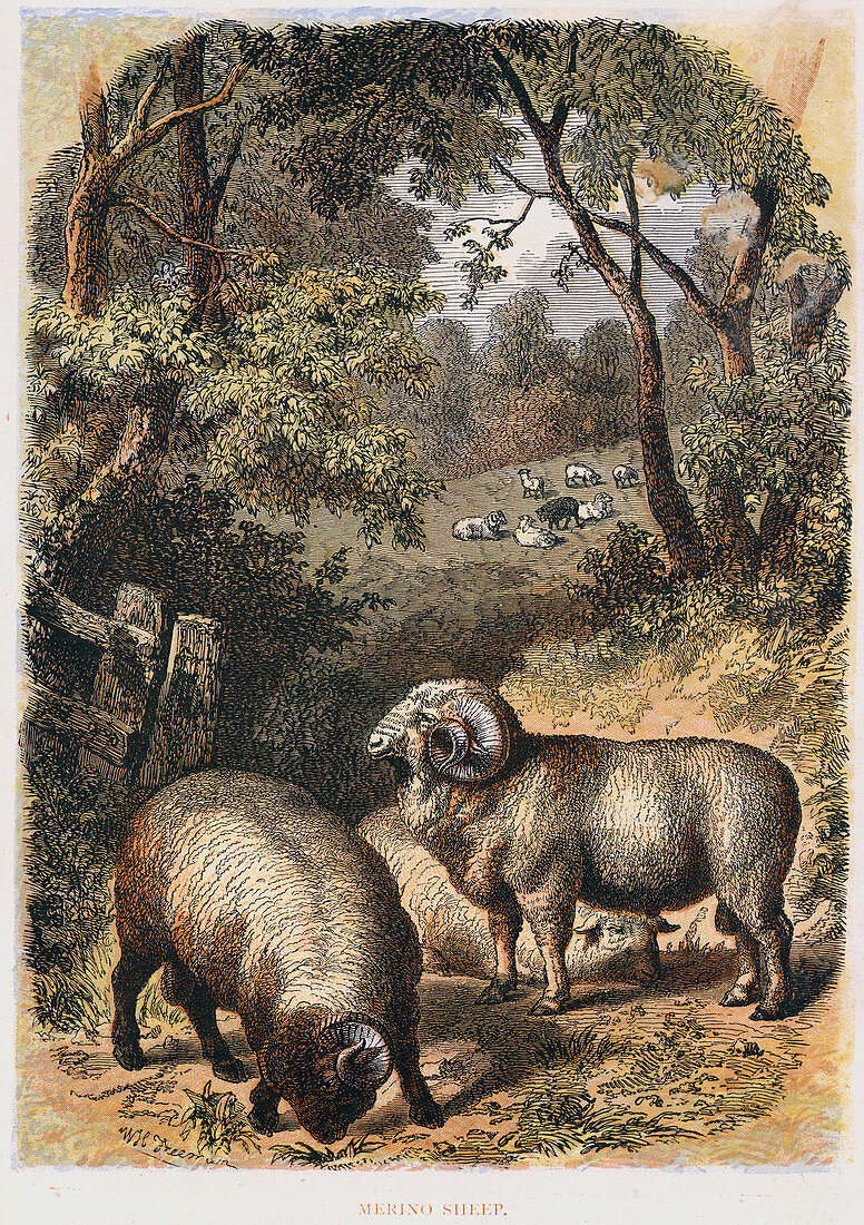 Merino sheep, c1860