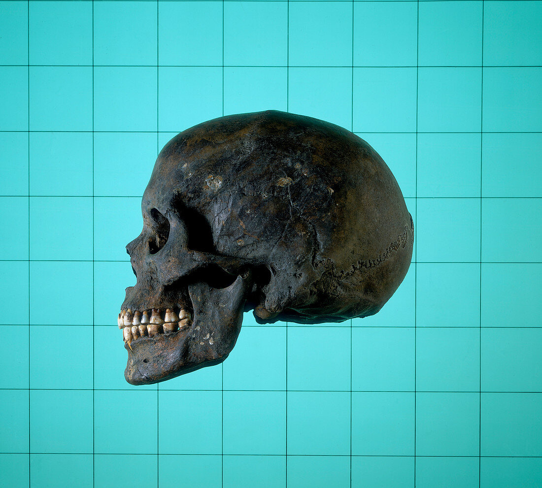 Skull, Norman period