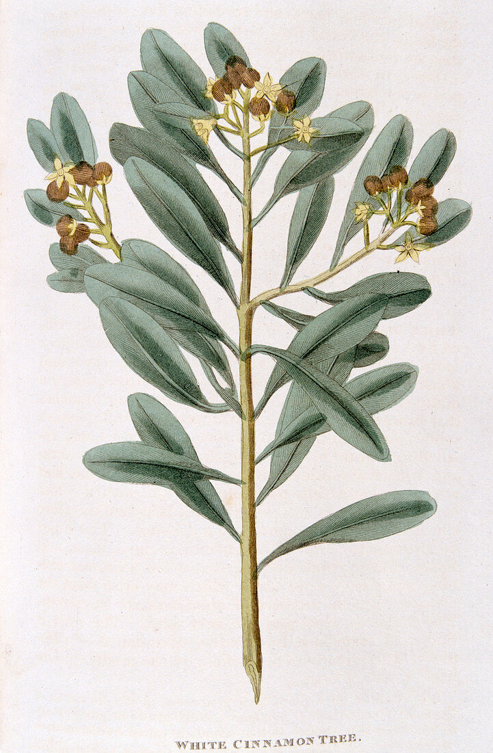 Sprig of white cinnamon, 1823