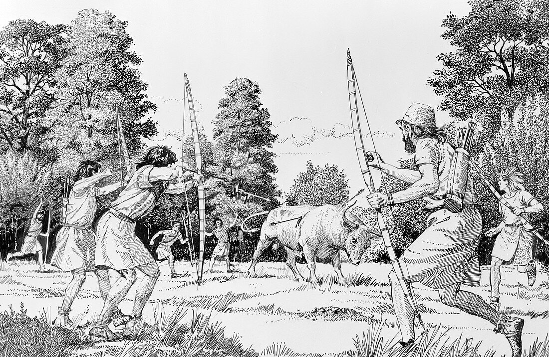Prehistoric hunting of aurochs