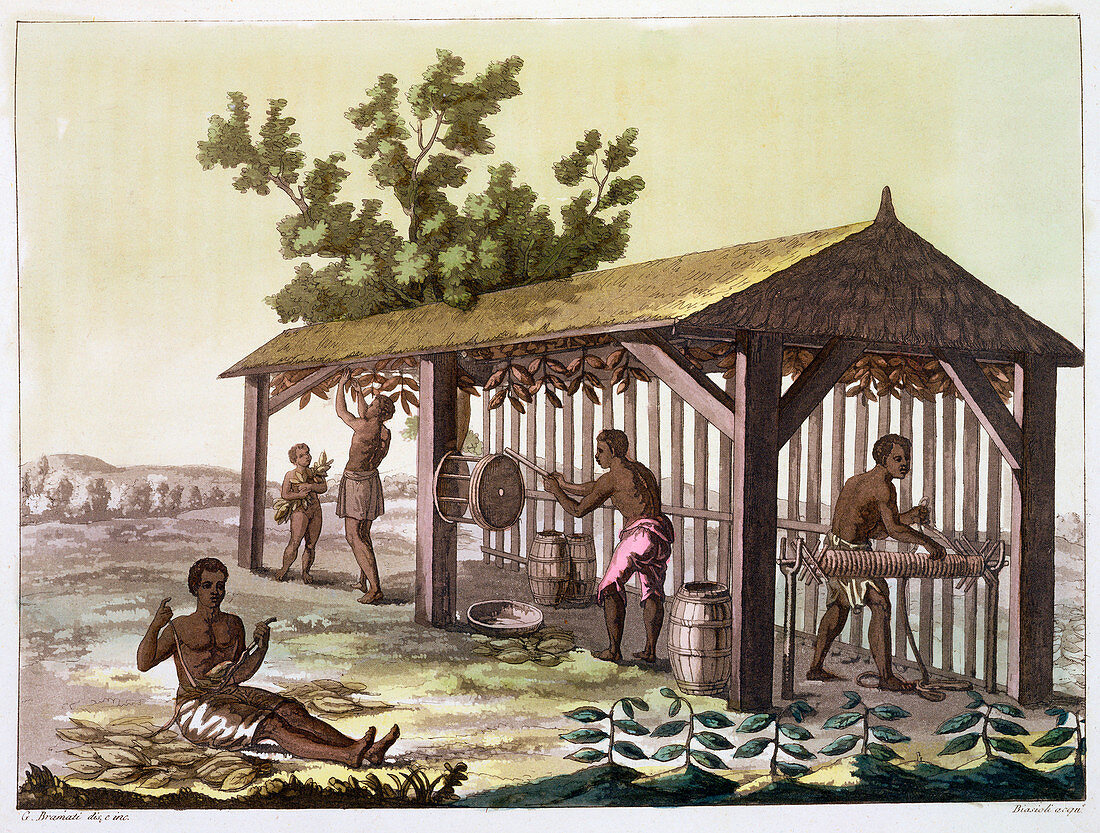 Slaves preparing tobacco, Virginia, USA. c1790