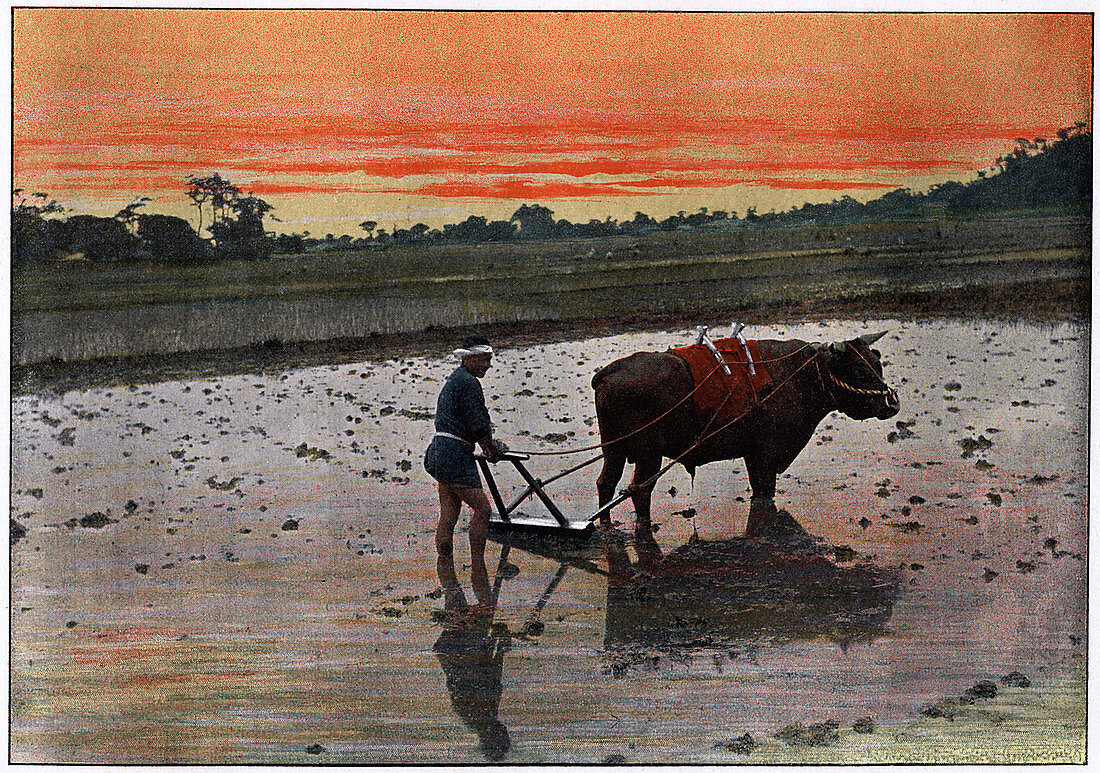 Preparation of a Rice Plantation in Japan', c1890