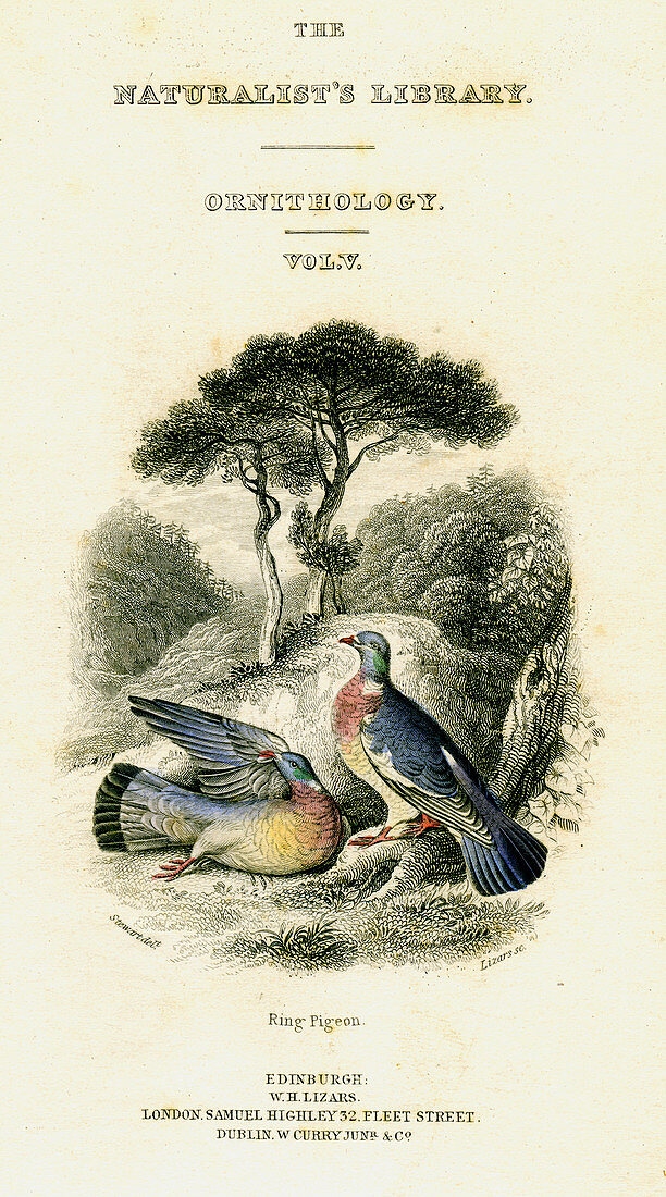 Ring Pigeon, 19th century