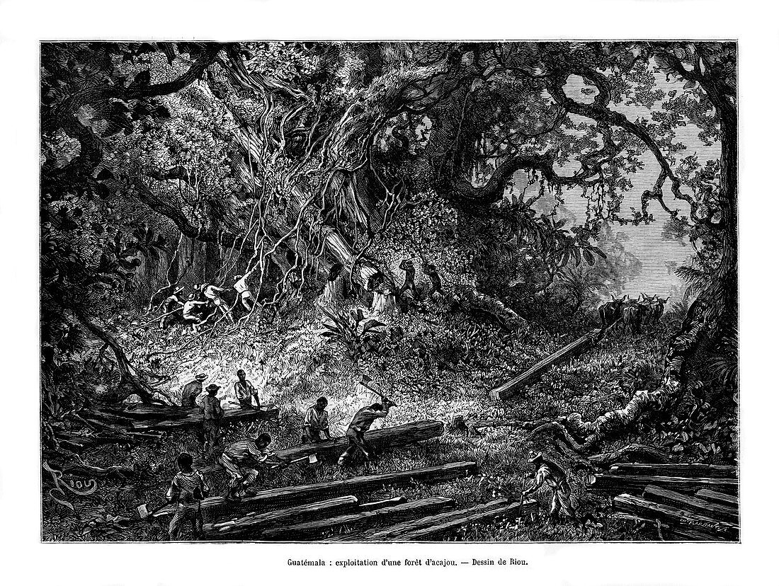 Mahogany tree logging, Guatemala, 19th century