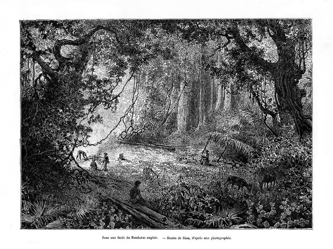 Rainforest in British Honduras, 19th century