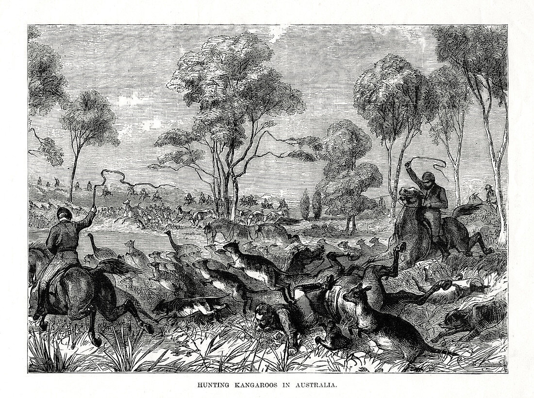 Hunting kangaroos, Australia, 1877
