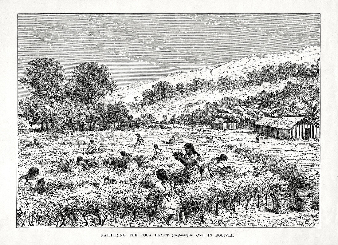Gathering the Coca Plant in Bolivia', 1877