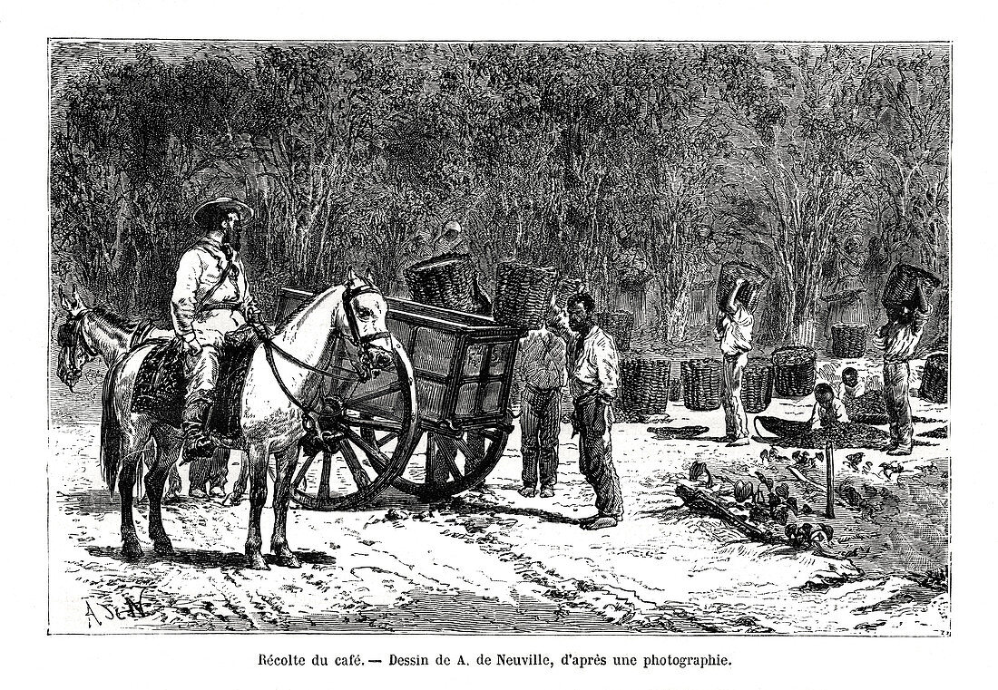 Harvesting the coffee, Brazil, 19th century
