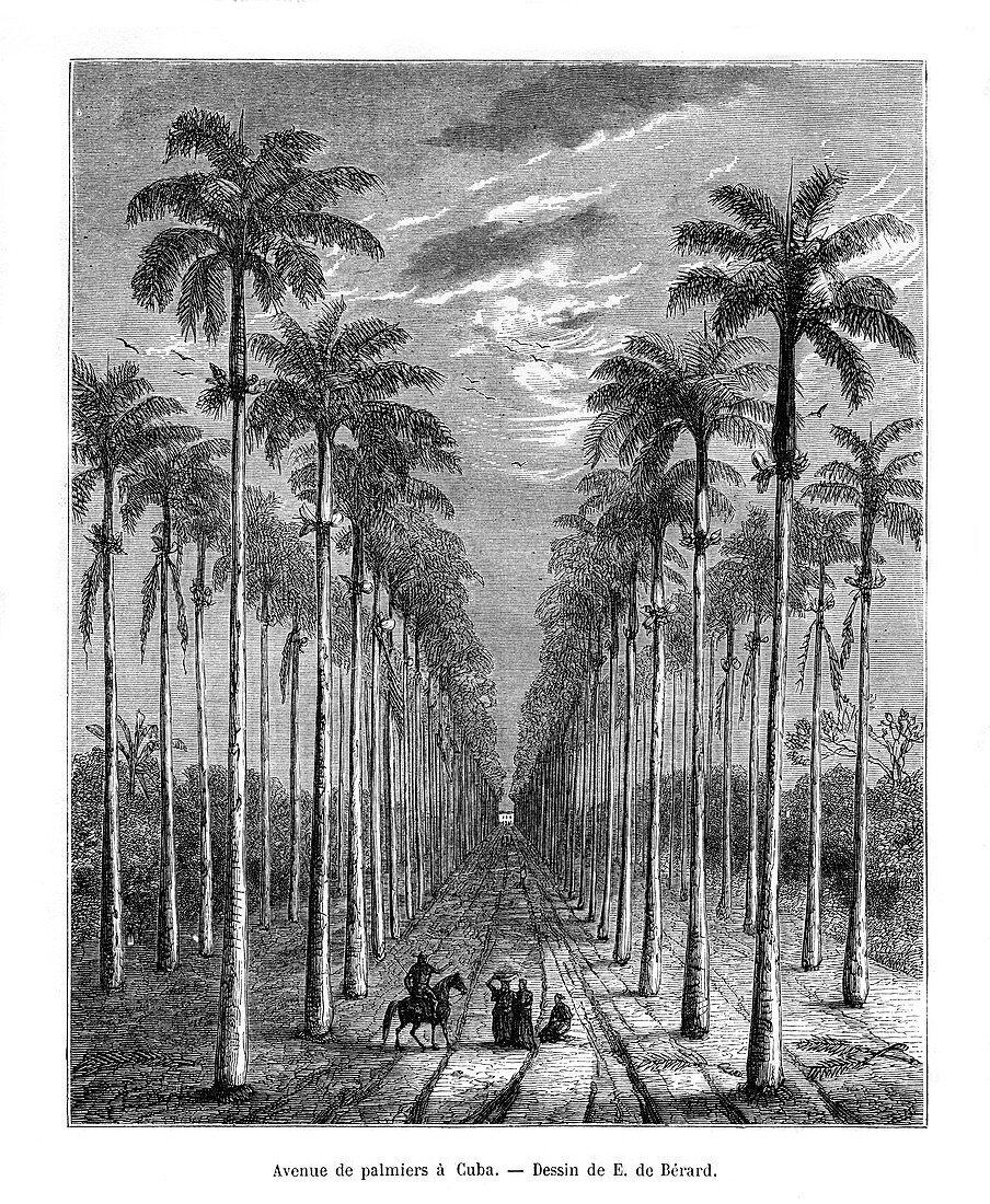 Avenue of palm trees, Cuba, 19th century