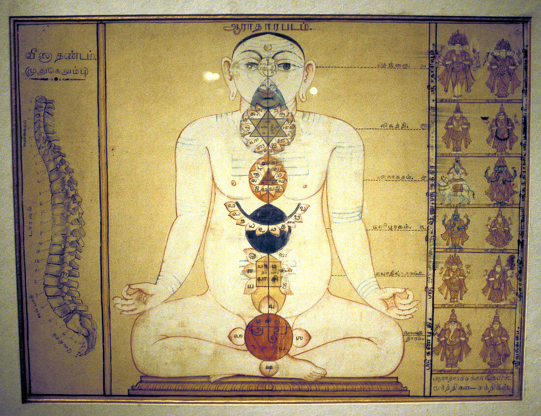 Six Chakras representing the plexuses of the human body