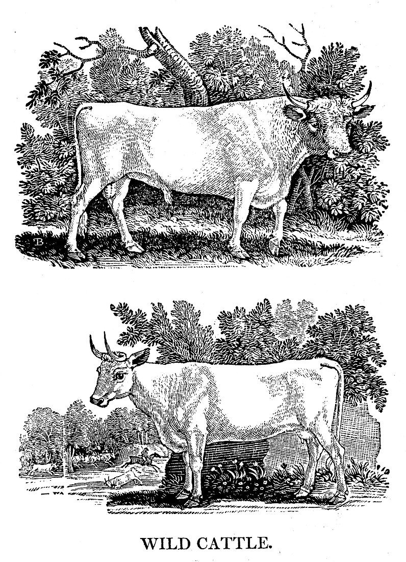 British Wild or Park Cattle, 1790