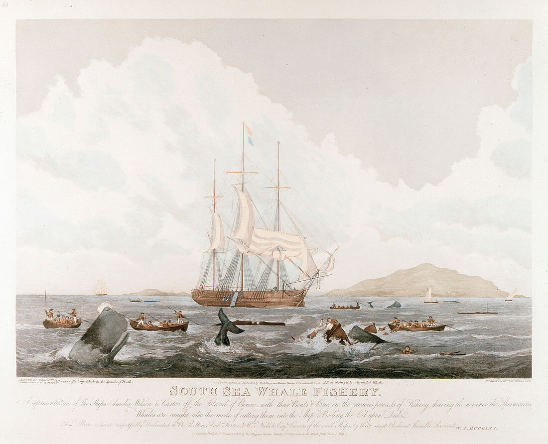 South Sea Whale Fishery, 1825