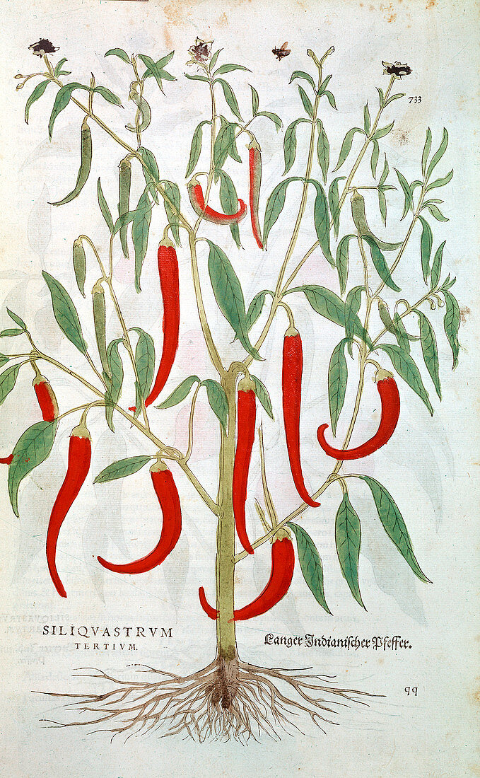 Cayenne Pepper plant (Capsicum), 16th century