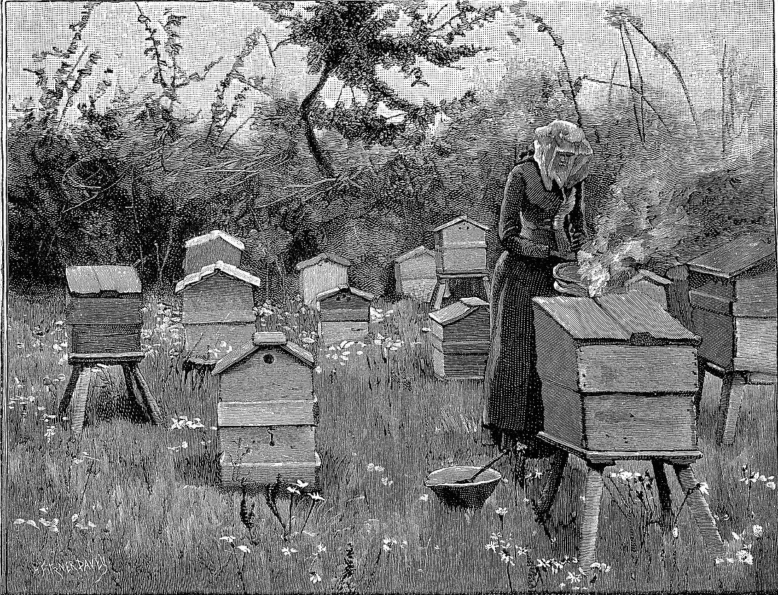 Apiary of wooden hives, Lismore, Ireland, 1890