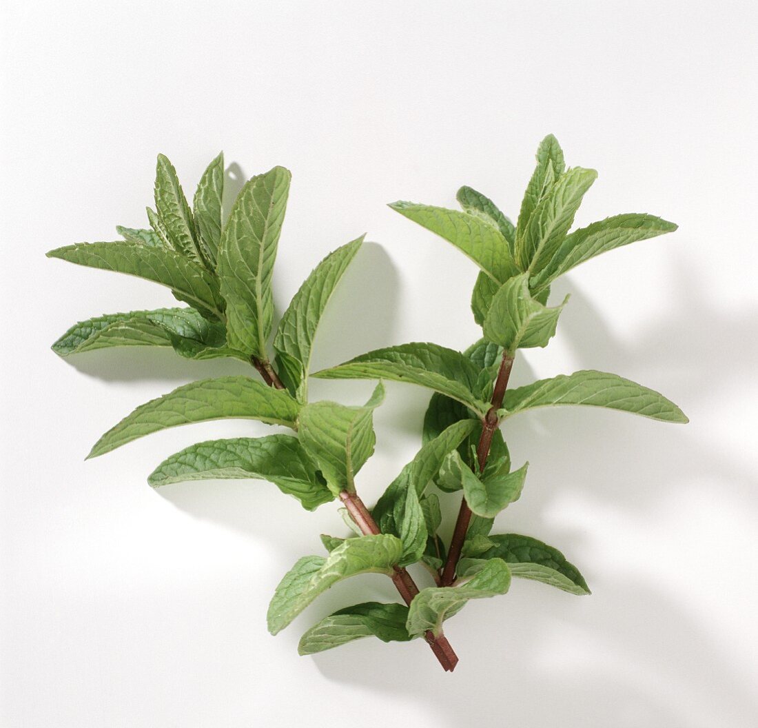 Two Branches of Mint