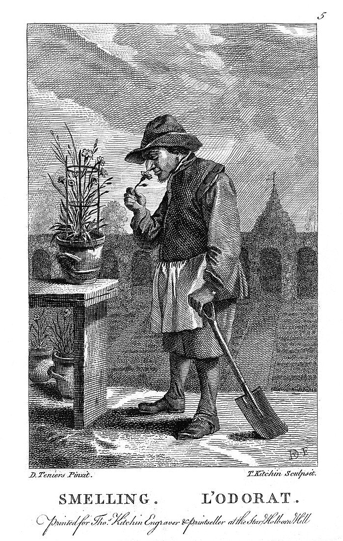 Gardener smelling a carnation or pink (Dianthus), c1750