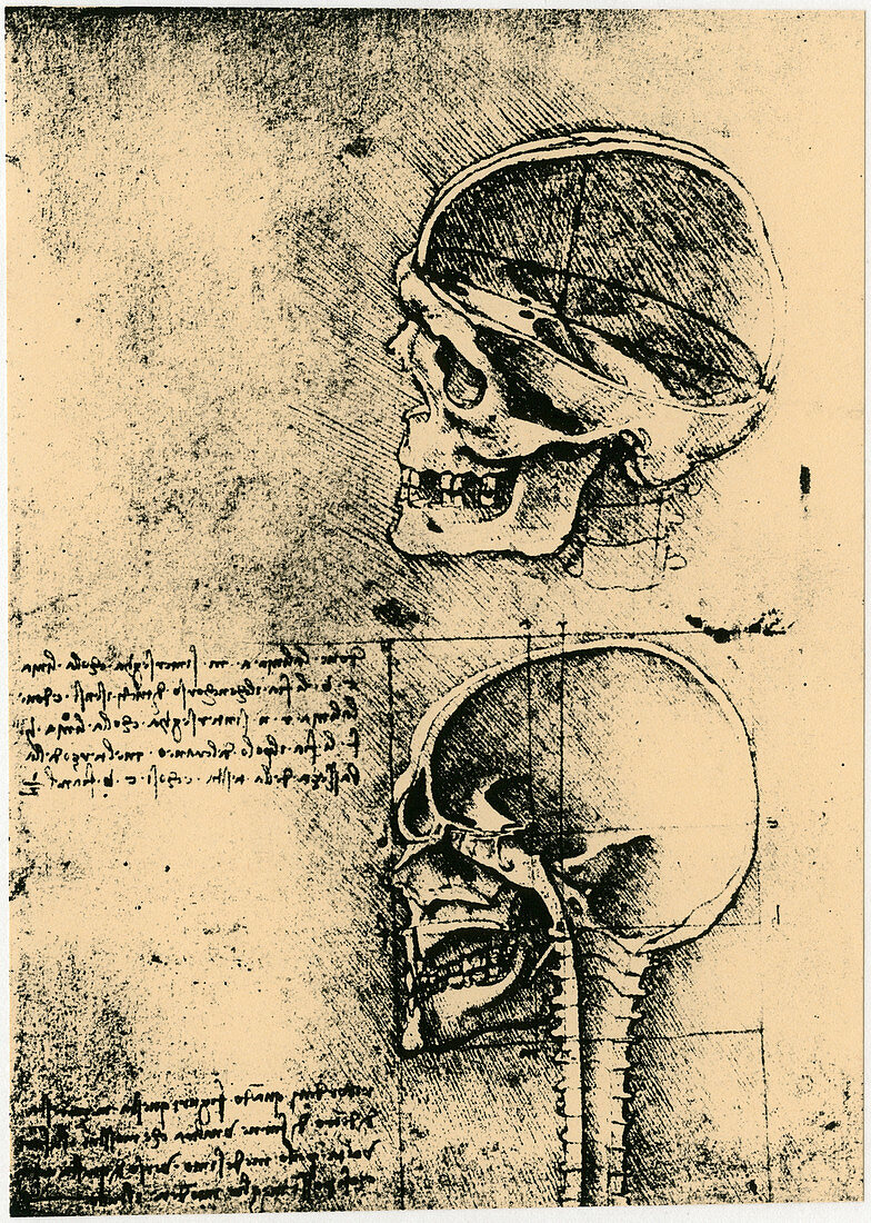 Anatomical sketch; two studies of a human skull, c1489