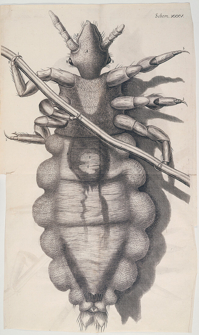 Louse clinging to a human hair in Hooke's Micrographia, 1665