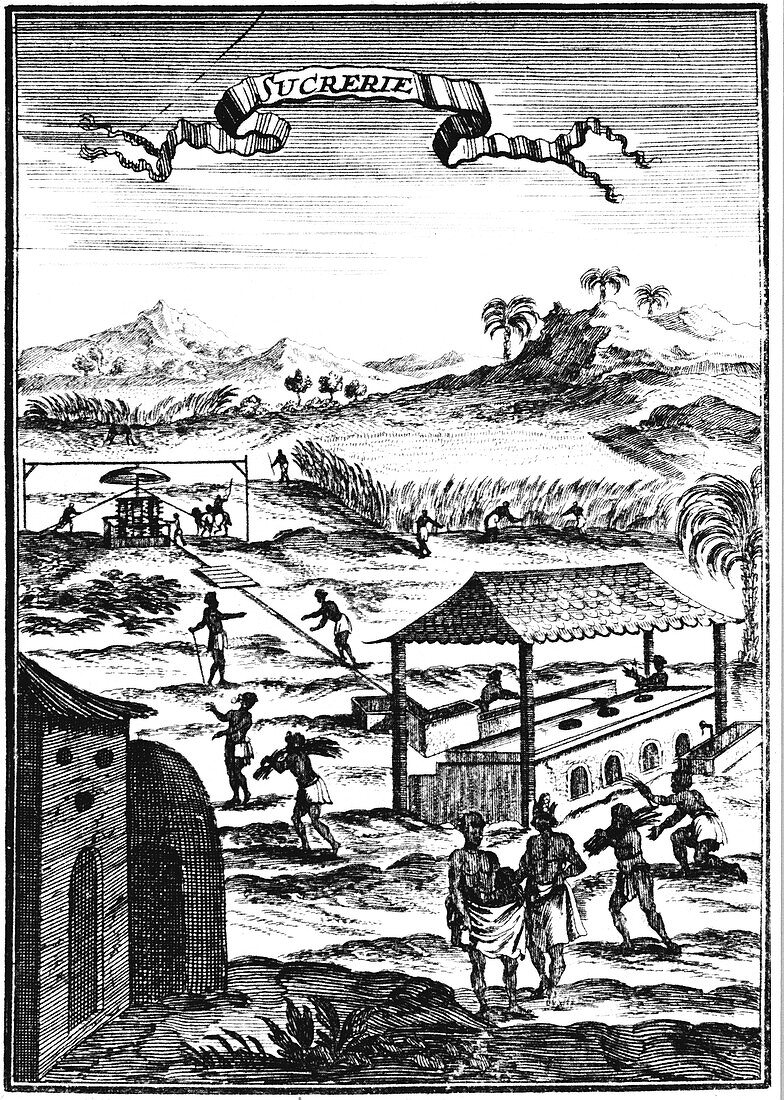 Sugar factory and plantation in the West Indies, 1686