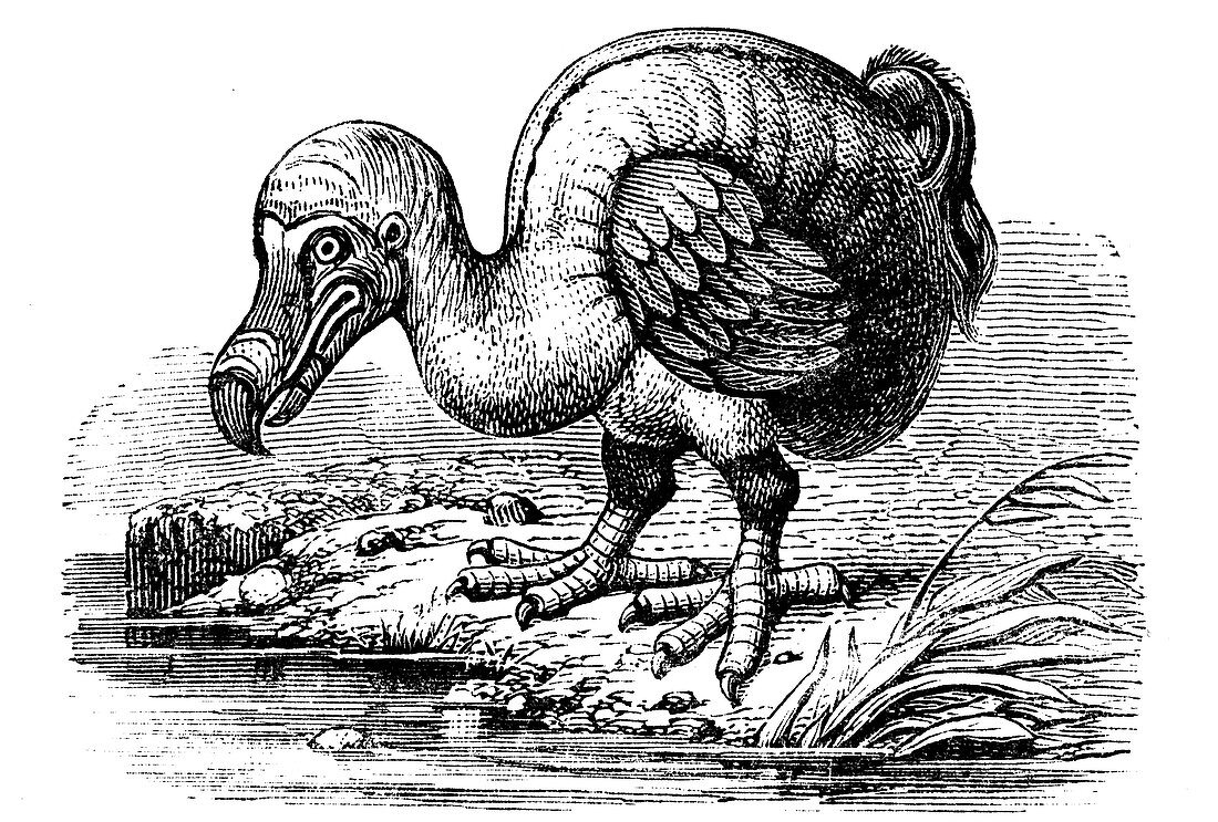 Dodo, 1884