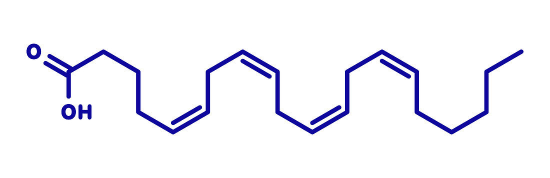 Arachidonic acid molecule