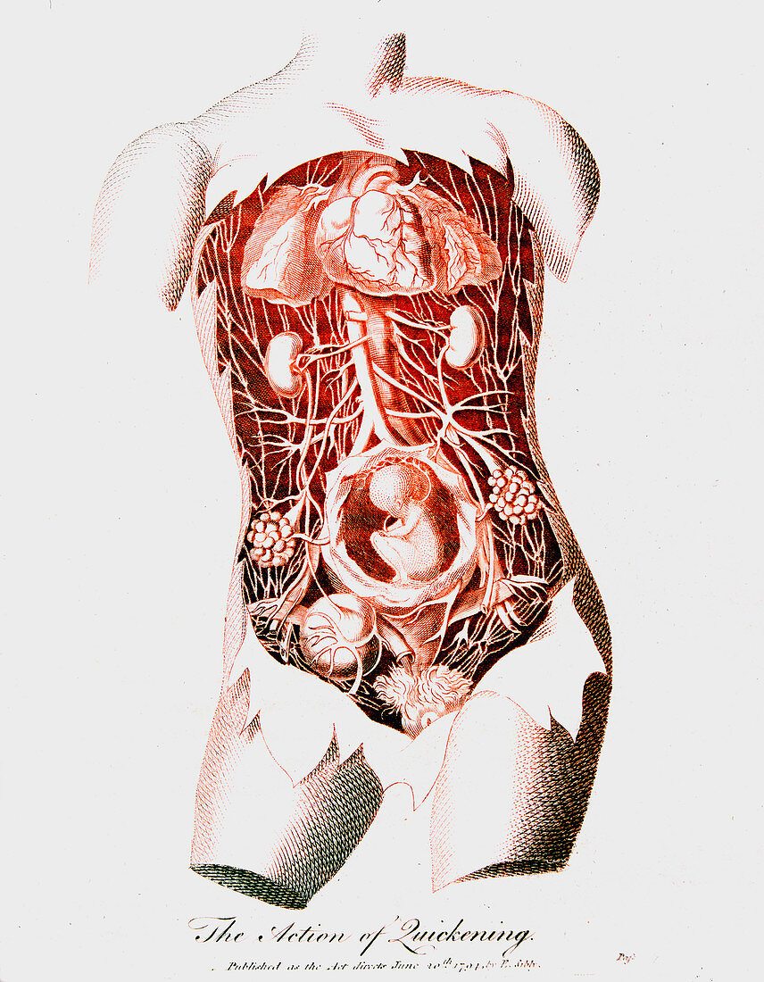 Foetus in uterus at time of quickening