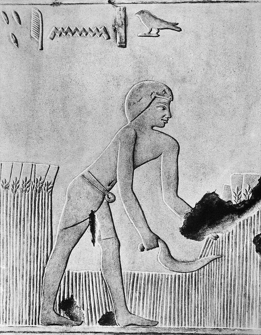 Man reaping barley with a sickle, Ancient Egyptian