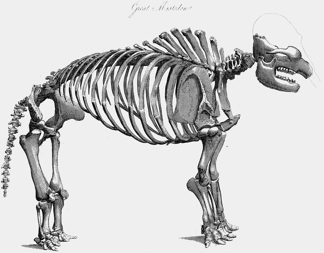 Giant mastodon skeleton, 1830
