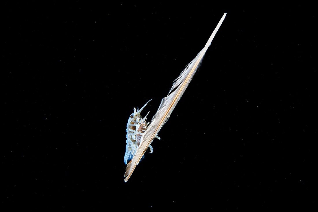 Marine isopod on a feather