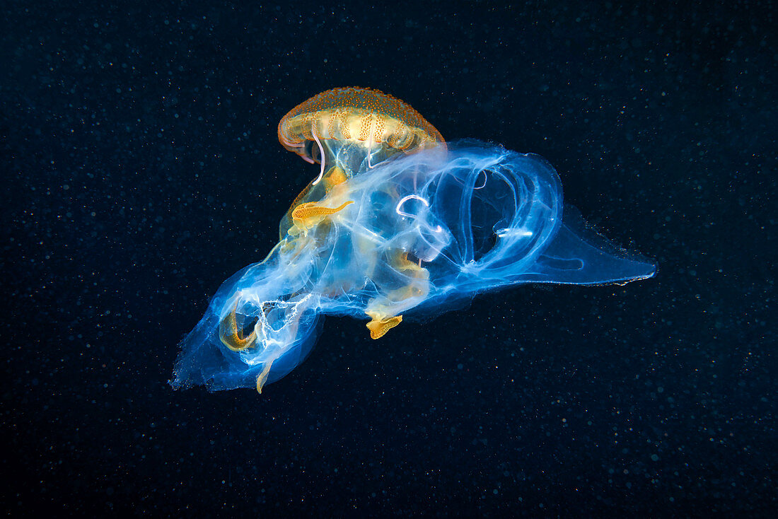 Mauve stinger jellyfish feeding on a salp