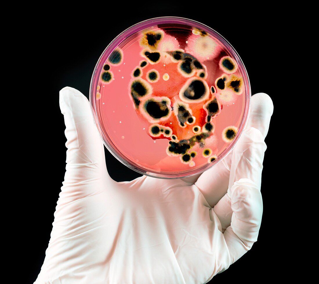Deadly microbes, conceptual image