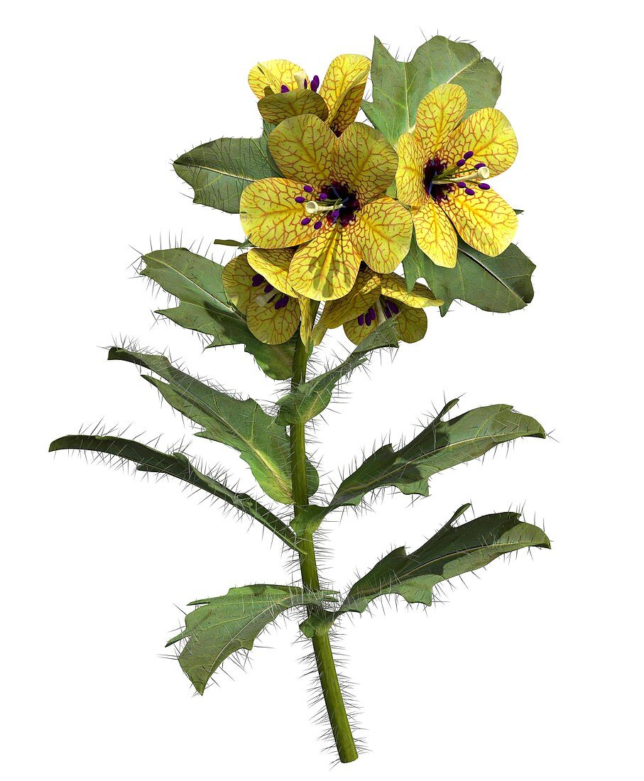 Henbane plant and flowers, illustration